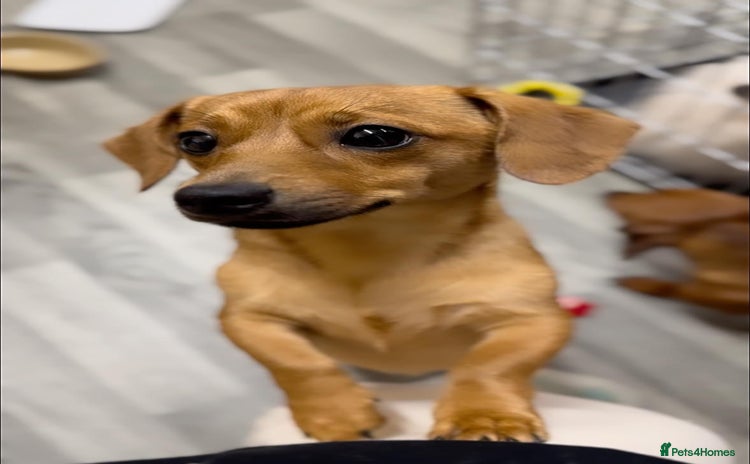 Mixed Breed dogs - Advert 15