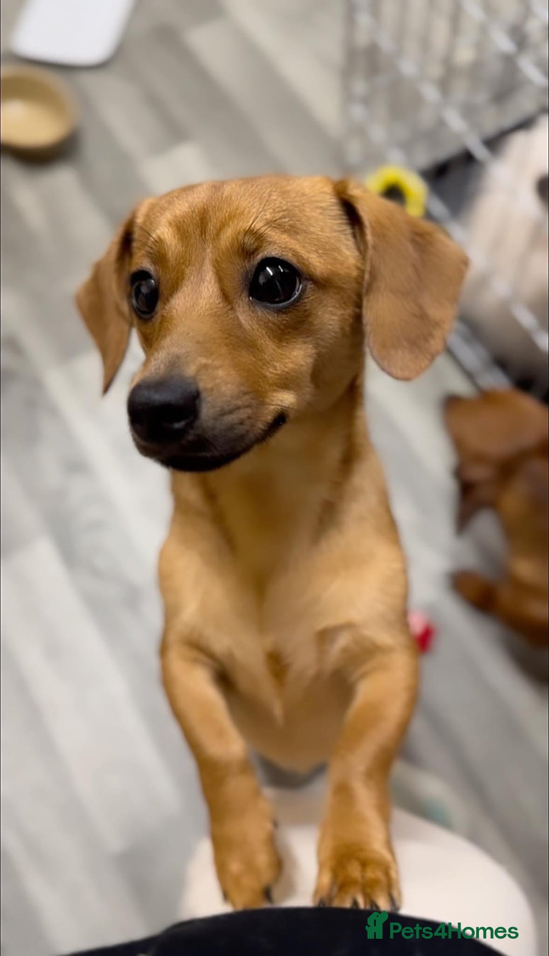 Mixed Breed dogs for sale: 2yr Playful DachshundxPom Full of Love&Personality - Image 1
