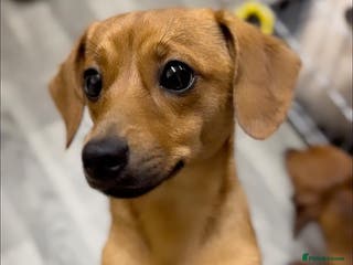 Mixed Breed dogs 2yr Playful DachshundxPom Full of Love&Personality - Advert 2