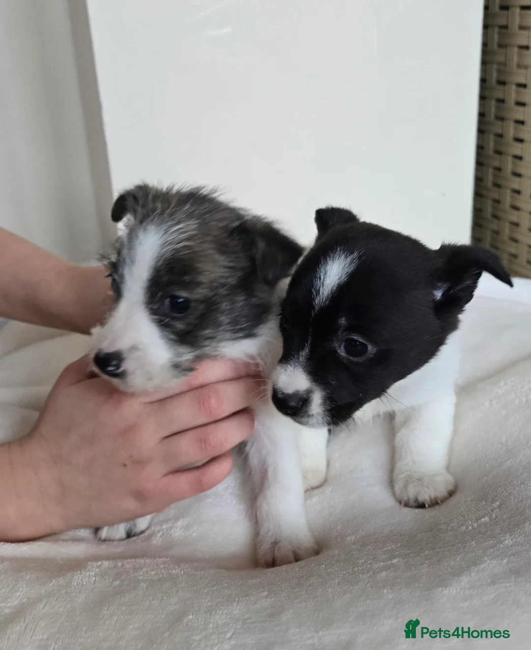Mixed Breed dogs for sale: Malchi puppies for sale  - Advert 29