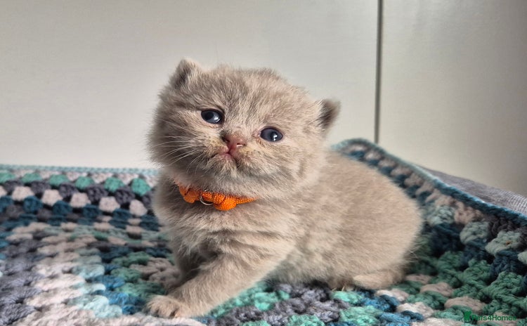 British Shorthair cats for sale - Advert 2