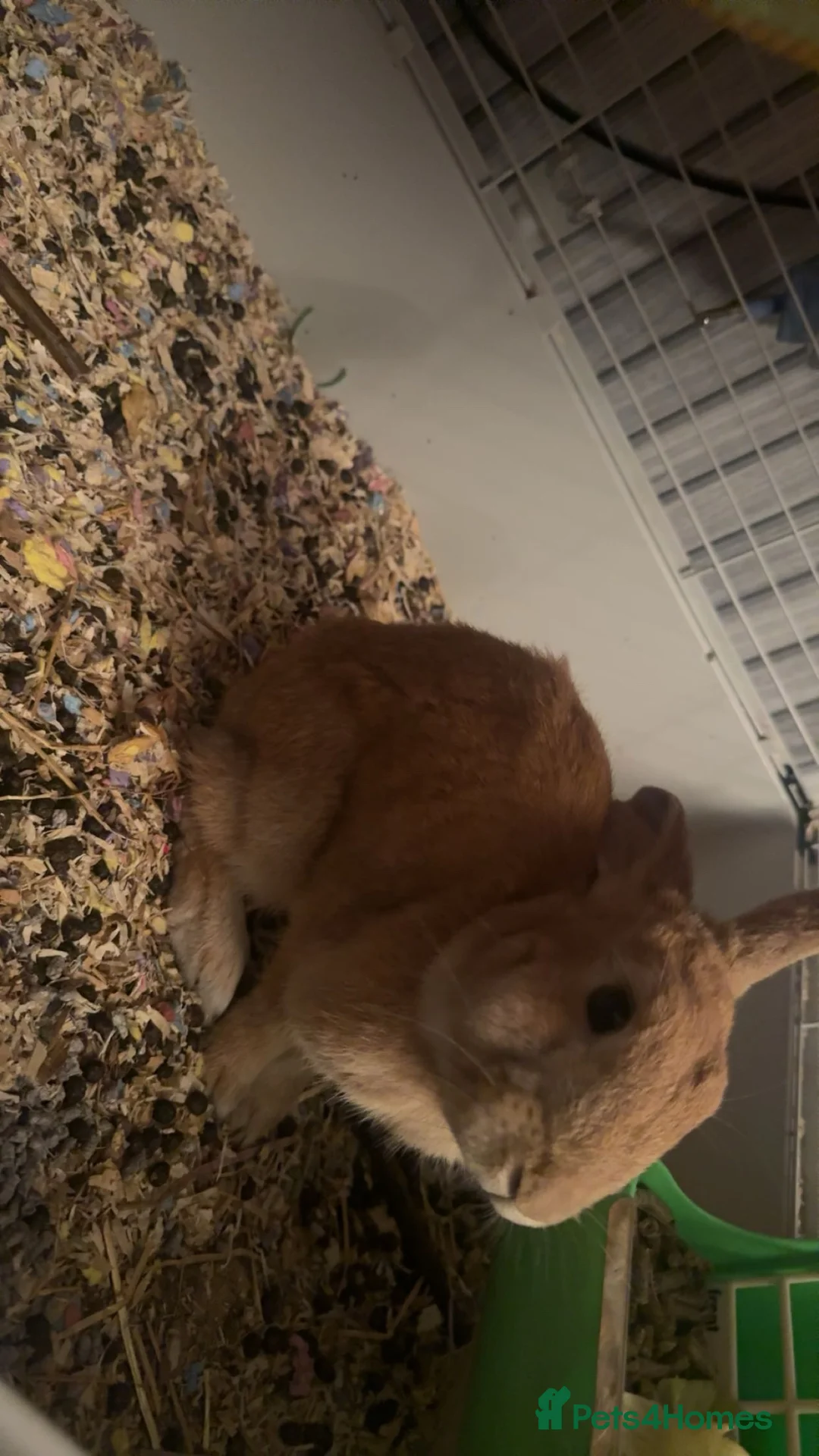 Mixed Breed rabbits for sale: Rabbits in Bonnyrigg - Advert 4