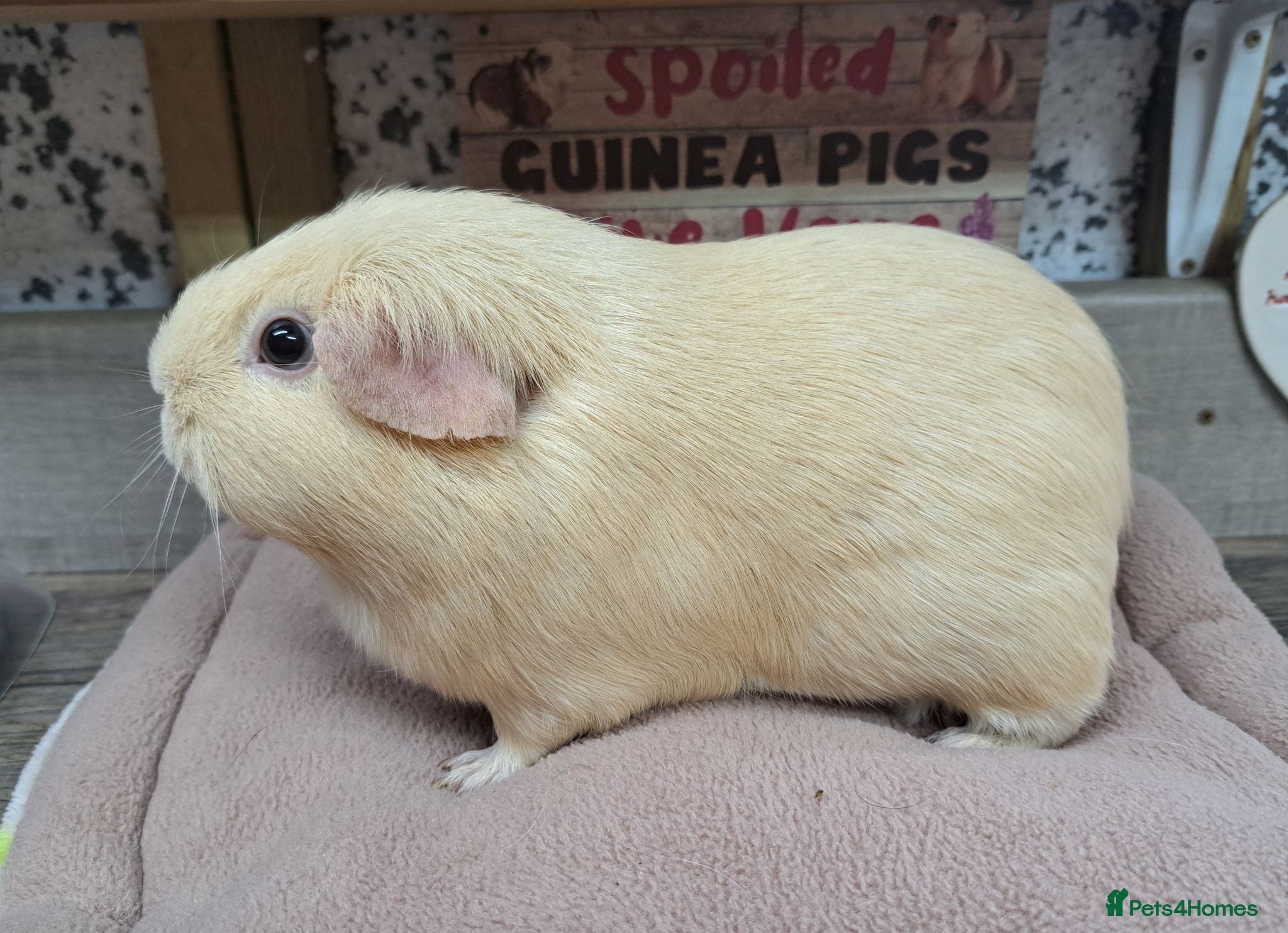 Guinea Pig rodents Female Guinea Pigs - Leeds collection - Advert 1