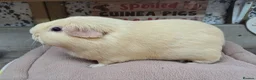 Guinea Pig rodents for sale: Female Guinea Pigs - Leeds collection - Advert 1