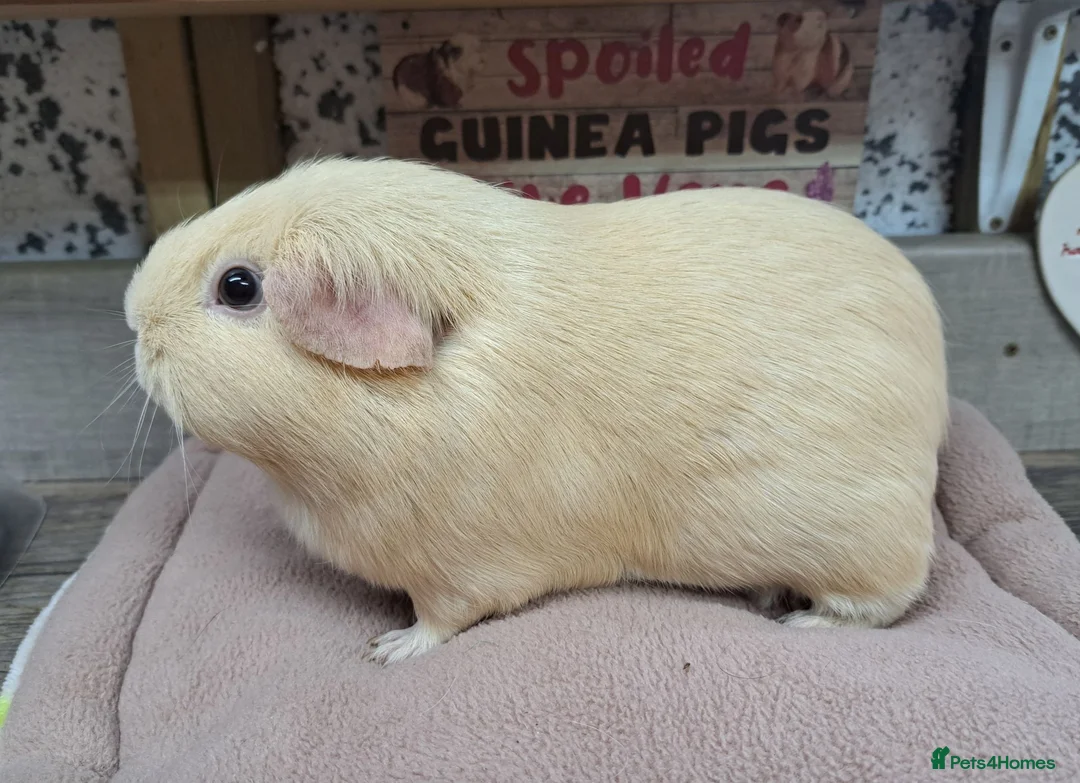 Guinea Pig rodents for sale: Female Guinea Pigs - Leeds collection - Advert 1