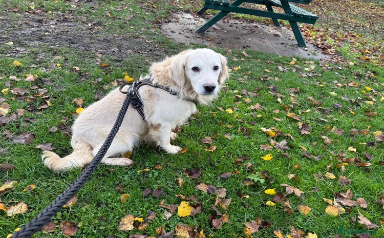 Golden Retriever dogs - Advert 16