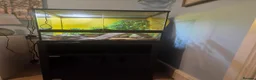 Gecko reptiles for sale: 1 year old Gecko and the complete enclosure set up in Londonderry - Advert 4