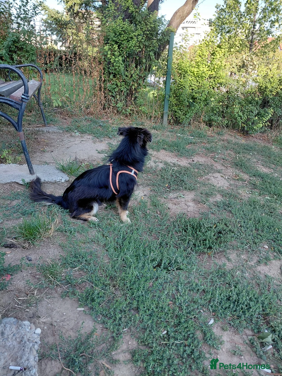 Mixed Breed dogs for adoption: ROBY, a superb puppy boy - for a Loving Home  - Advert 28