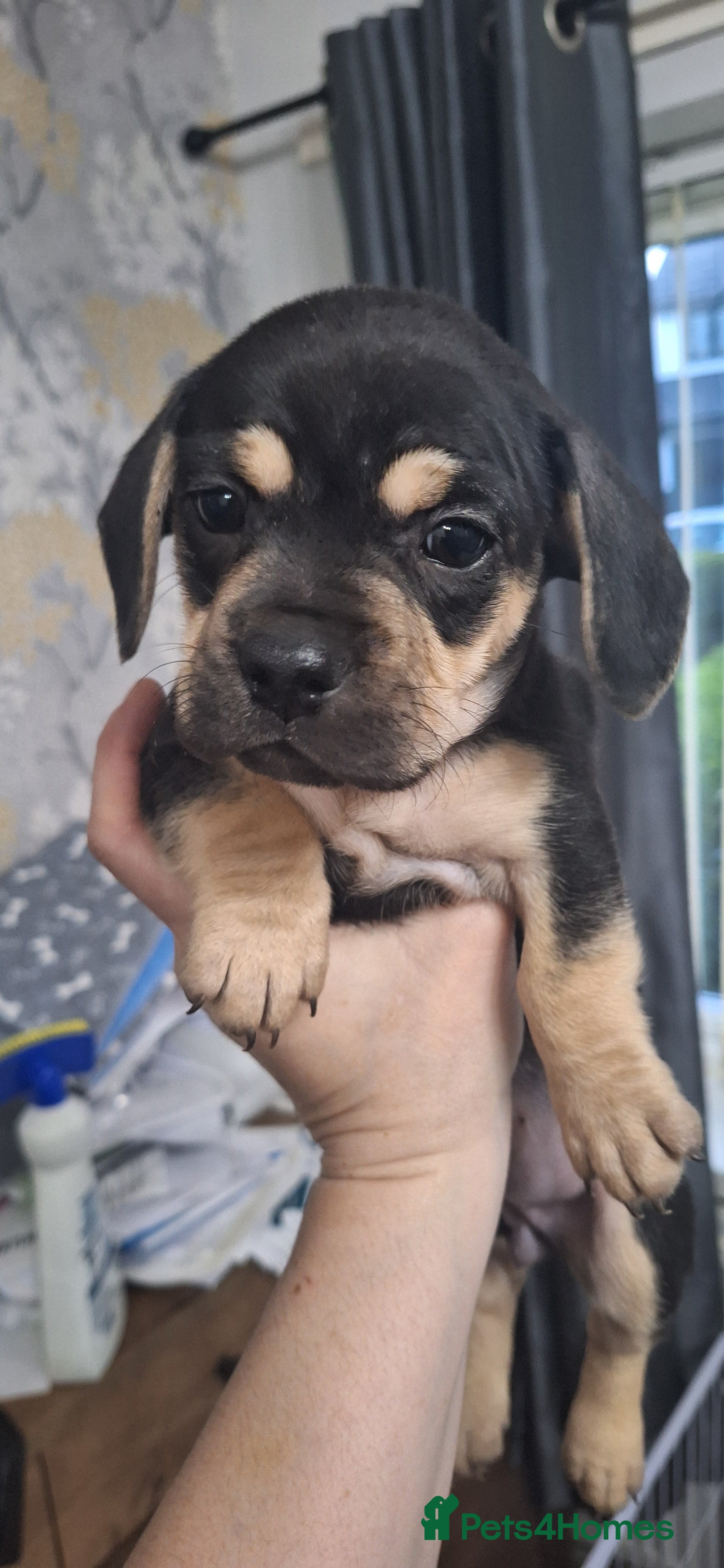 Mixed Breed dogs 3 mixed breed puppies available  - Advert 2