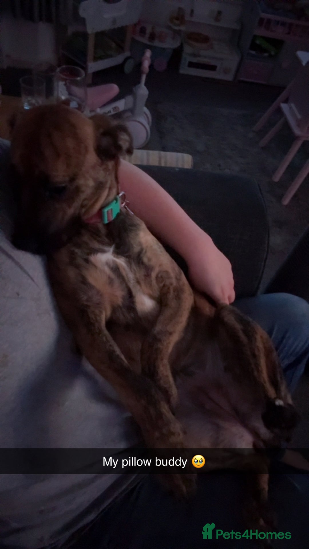 Mixed Breed dogs for sale: Sad to see her go  - Advert 4