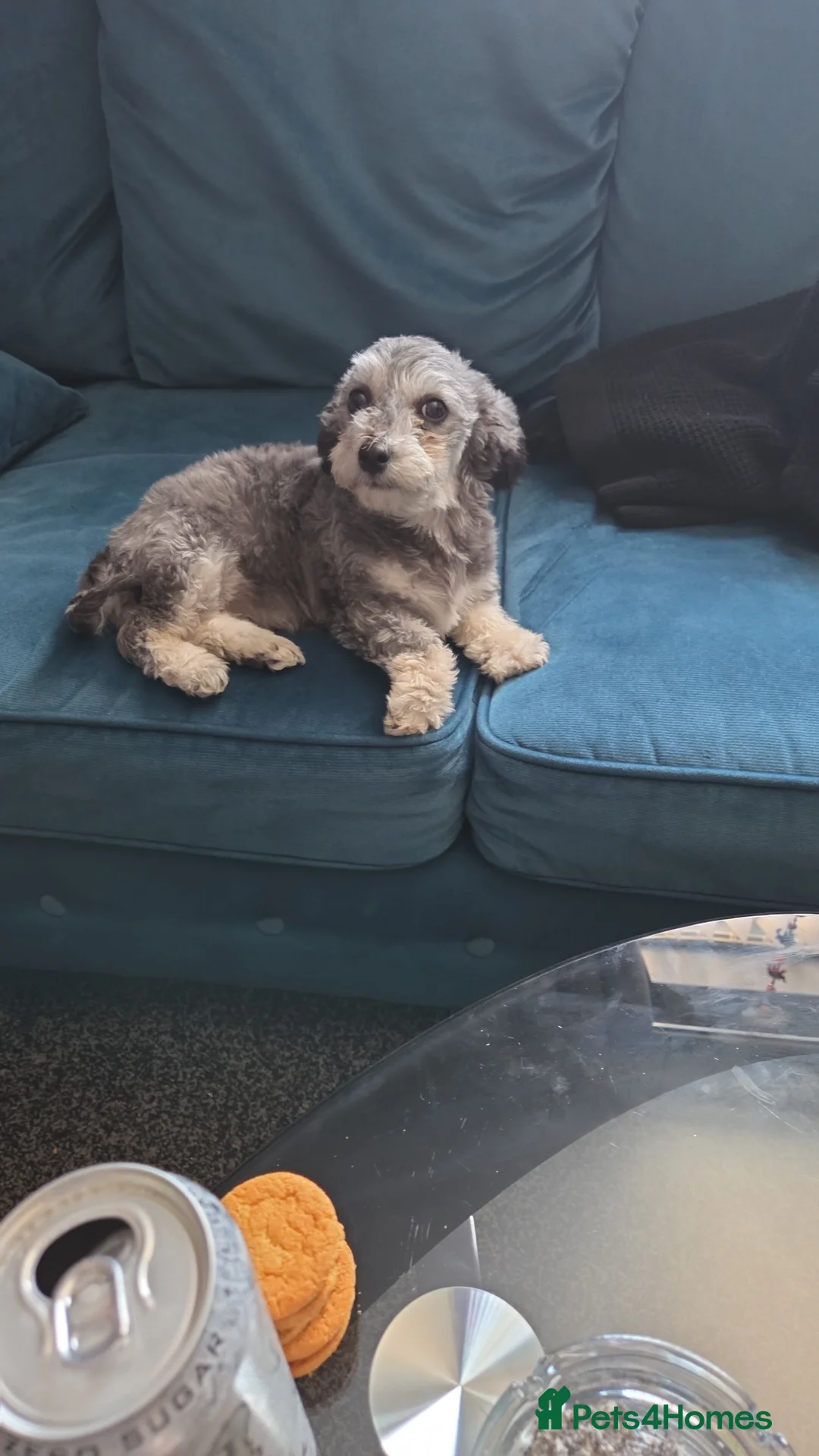 Mixed Breed dogs for sale: Chinese crested shih tzu - Advert 3