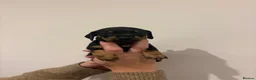 Miniature Dachshund dogs for sale: GORGEOUS KC MINIATURE DACHSHUND PUPPIES  - Advert 13