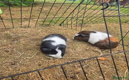 Guinea Pig rodents for sale: Lovely natured guinea pigs - Image 7