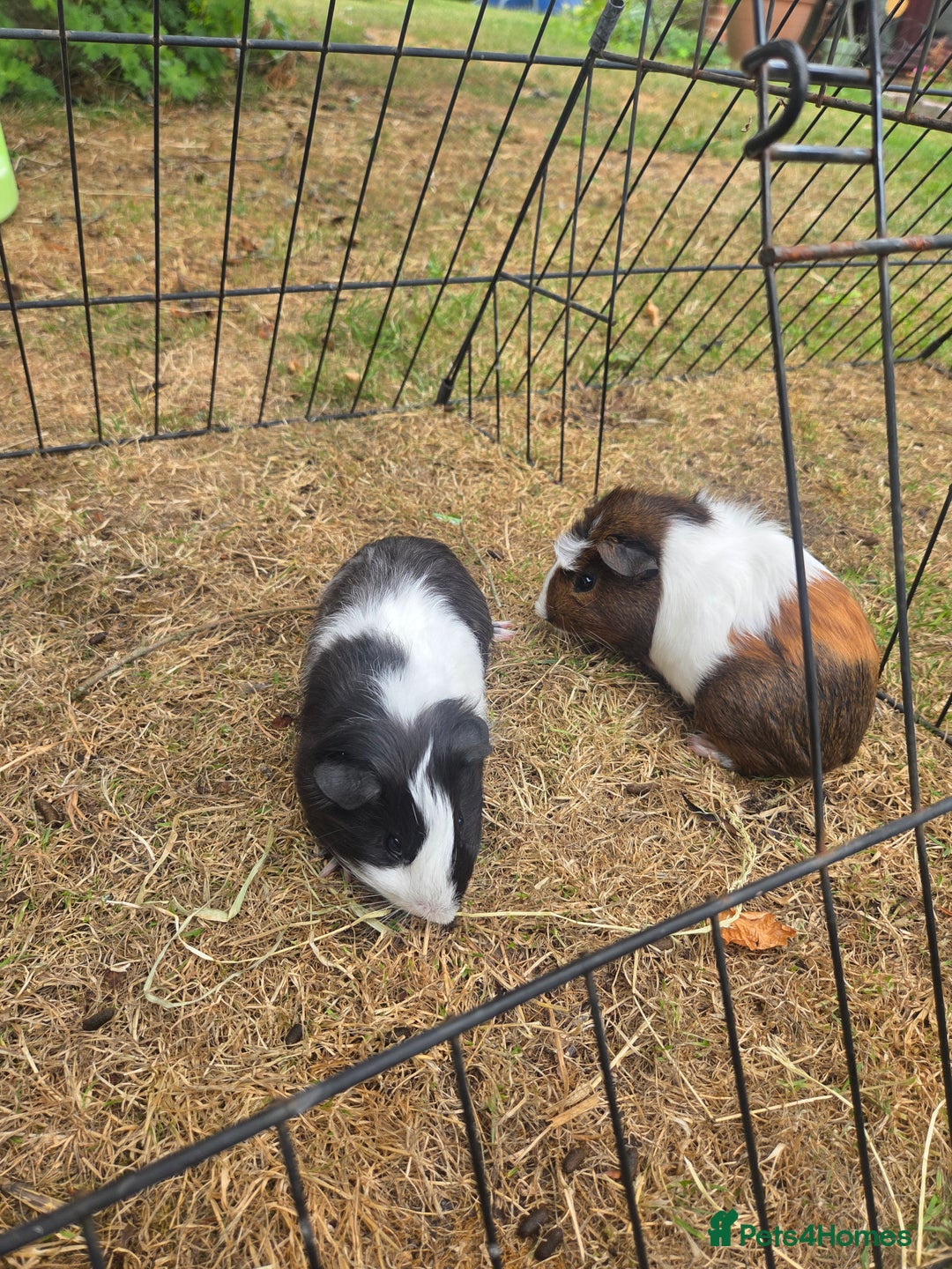 Guinea Pig rodents for sale: Lovely natured guinea pigs - Image 7