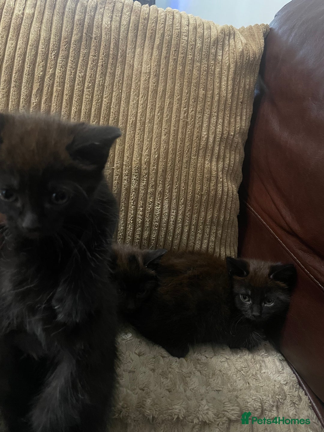 Mixed Breed cats for sale: BLACK KITTENS - Image 12