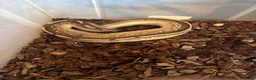 Python Snake reptiles for sale: Cinnamon lesser baby  - Advert 1