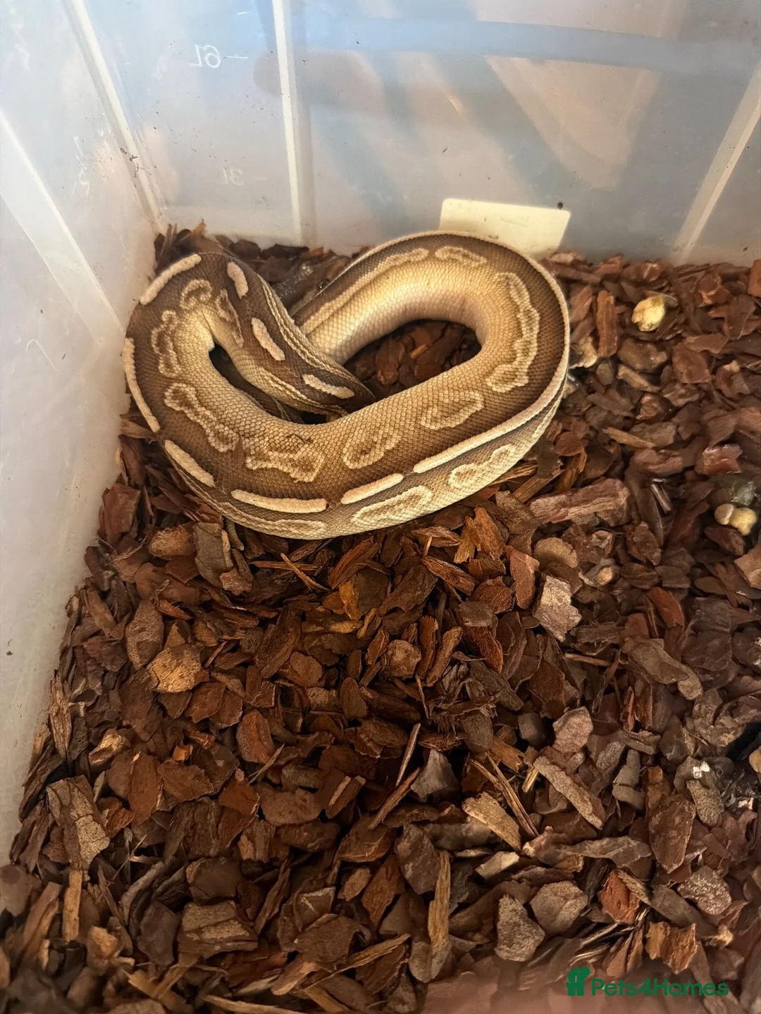 Python Snake reptiles for sale: Cinnamon lesser baby  - Advert 1