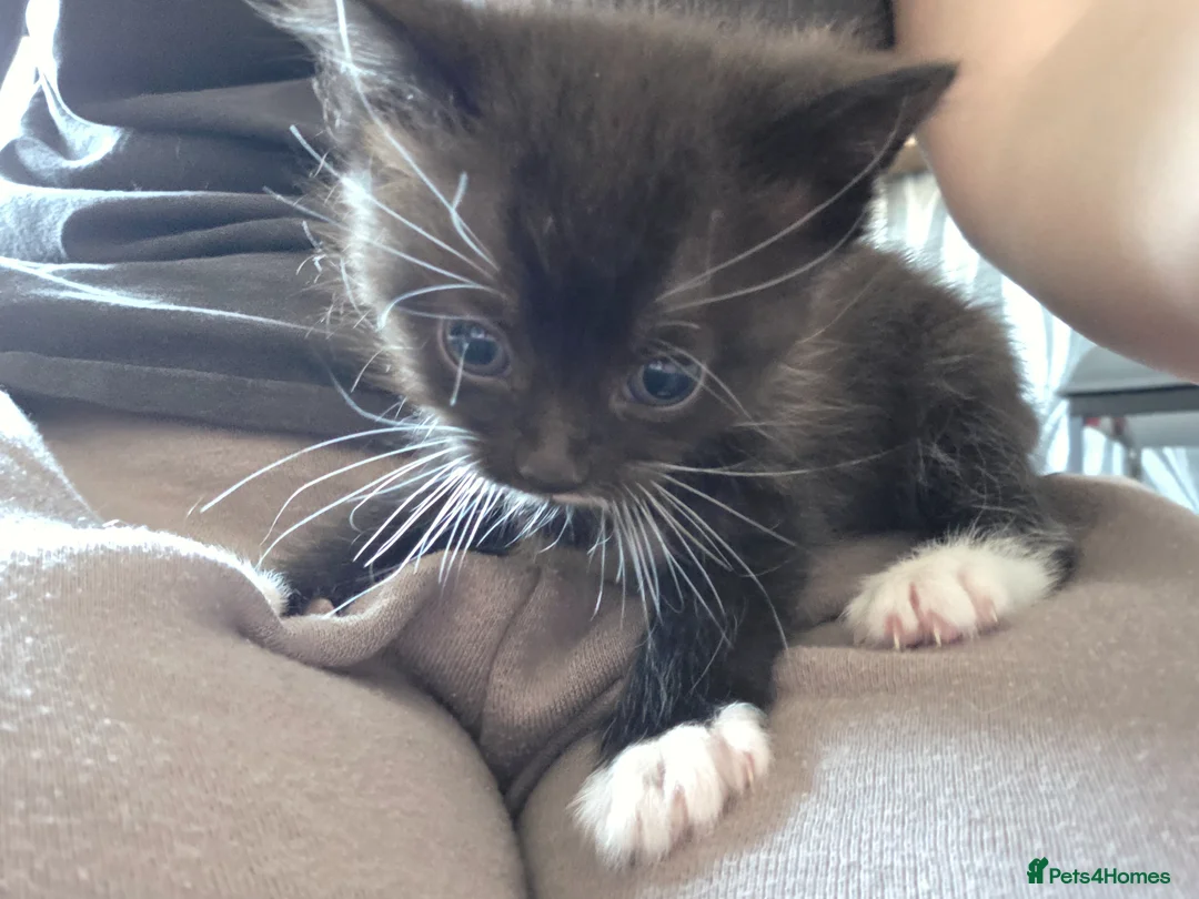 British Shorthair cats for sale: 3 beautiful girl kittens  - Advert 2