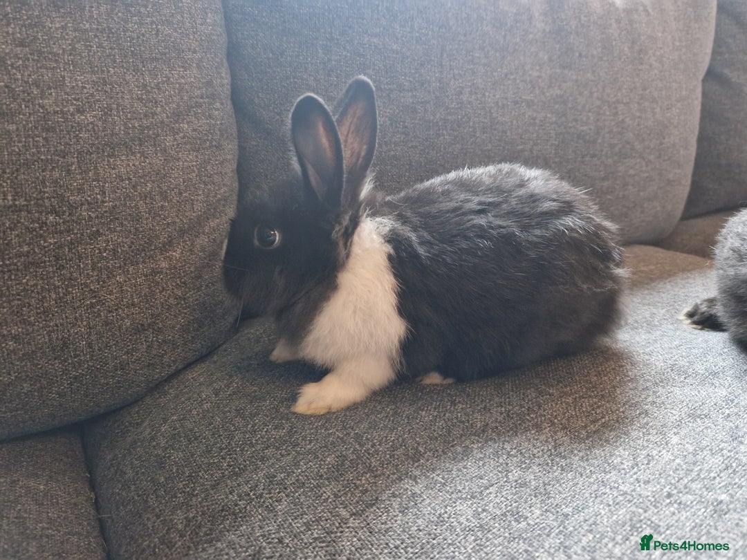 Mixed Breed rabbits for sale: Adorably cute baby bunnies-2 boys 1 girl available - Image 9
