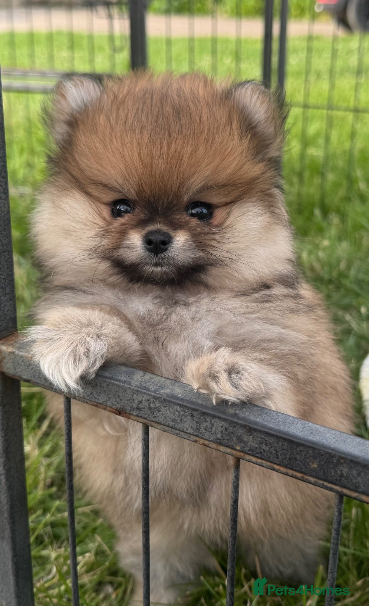 Pomeranian dogs Orange sable teddy bear type Pomeranians  - Advert 2