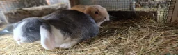 Dwarf Lop rabbits for sale: Adorable, Friendly. Laidback Dwarf Lop Boys 🐰🥰 - Advert 18