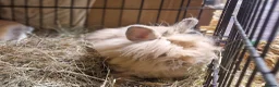 Lionhead rabbits for sale: Purebred double maned super fluffy lionhead girls - Advert 3