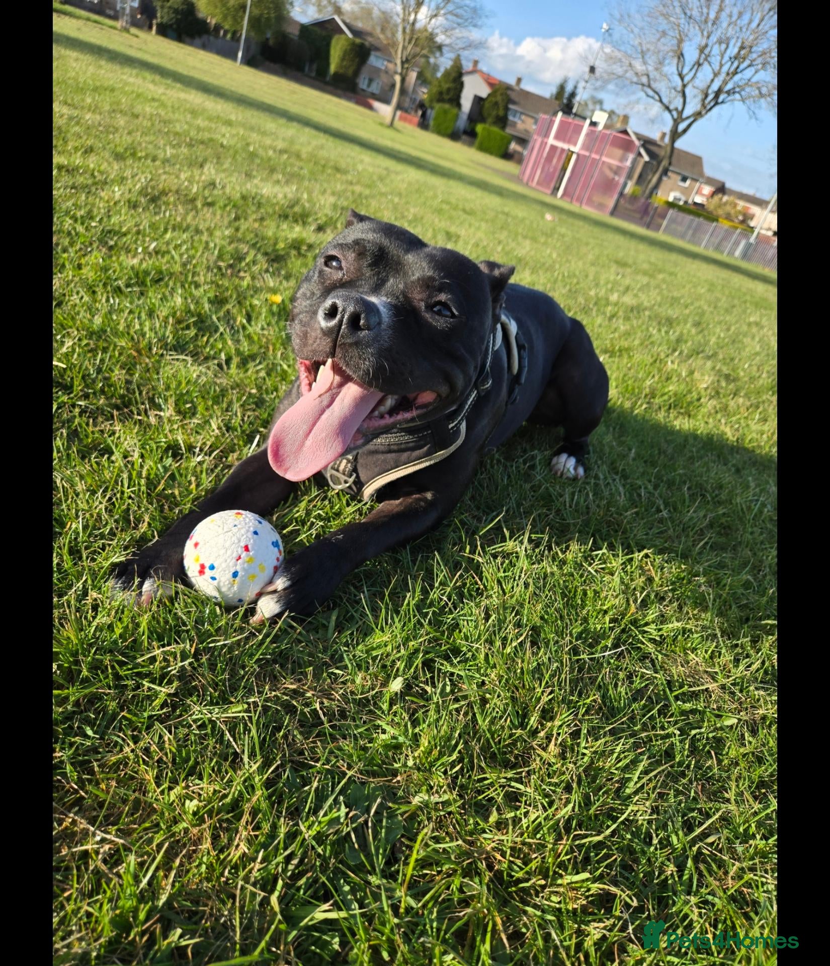Staffordshire Bull Terrier dogs Staffy looking for a new home - Advert 5