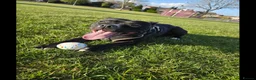 Staffordshire Bull Terrier dogs for sale: Staffy looking for a new home in Corby - Advert 1
