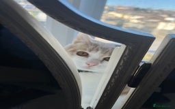 Domestic Shorthair cats for sale: 1 year old ginger kitty  - Image 1