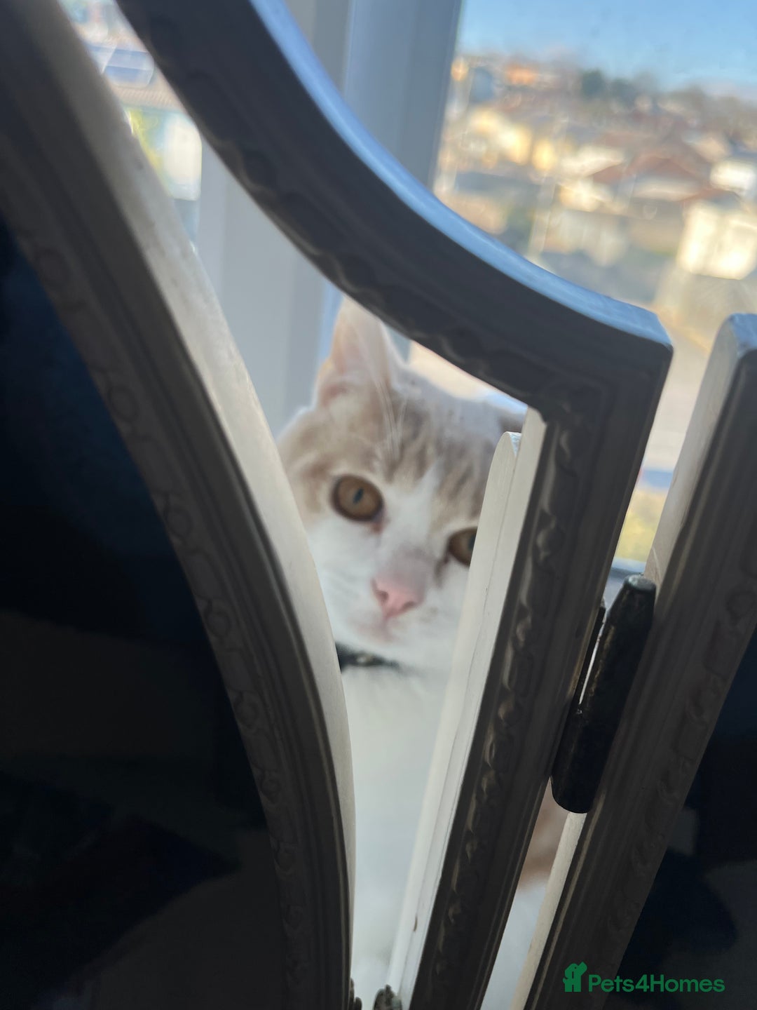 Domestic Shorthair cats for sale: 1 year old ginger kitty  - Image 1