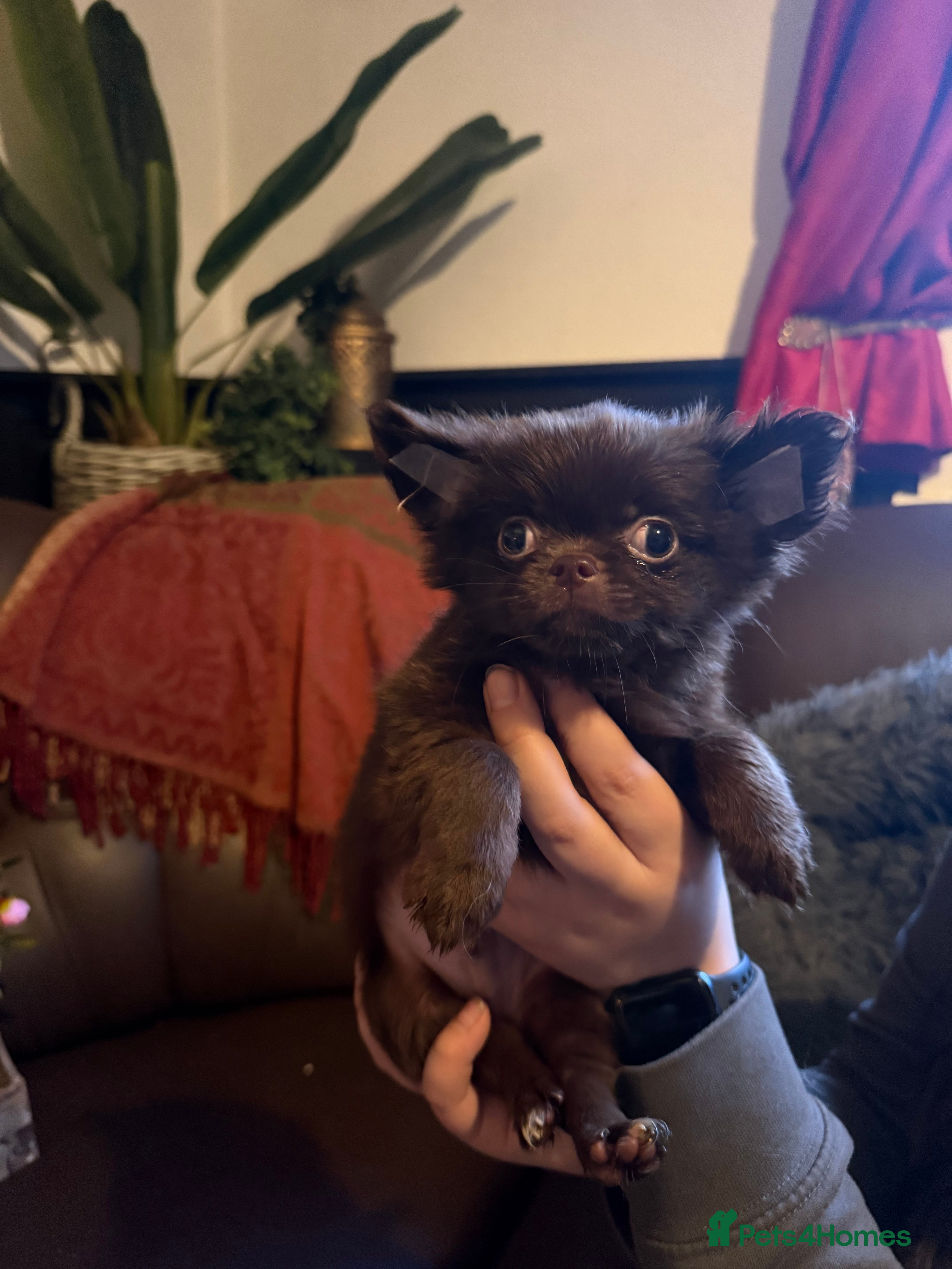 Chihuahua dogs Long coated Chihuahuas *super rare! - Advert 1