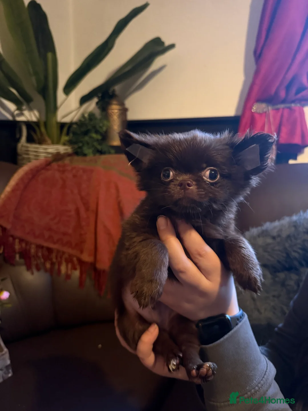 Chihuahua dogs for sale: True to type long coated chihuahuas **REDUCED** - Advert 1