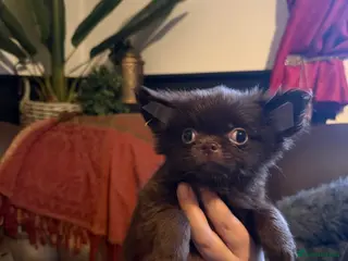 Chihuahua dogs Long coated Chihuahuas *super rare! - Advert 1