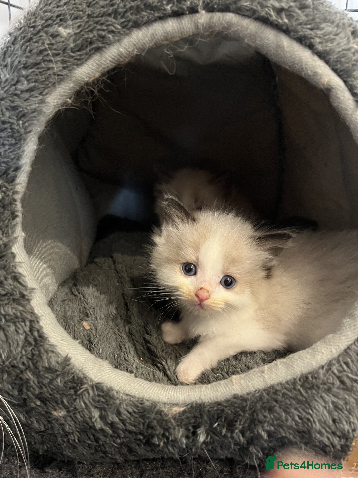 Ragdoll cats Ready Now! Ragdoll Babies - Advert 1