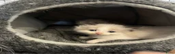 Ragdoll cats for sale: Ready Now! Ragdoll Babies - Advert 1