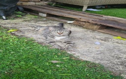 Mixed Breed cats for sale: 5 beautiful tabby cats longline/shorthair  - Image 6