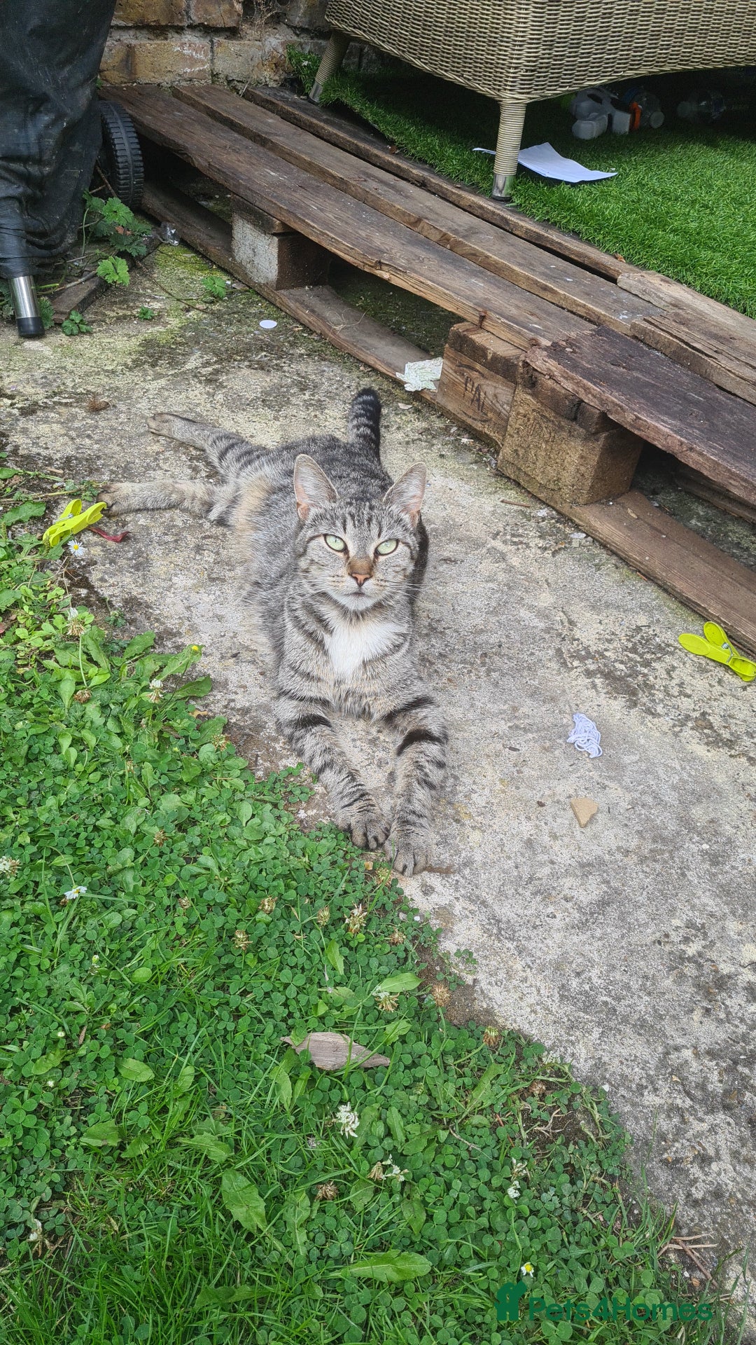 Mixed Breed cats for sale: 5 beautiful tabby cats longline/shorthair  - Image 6