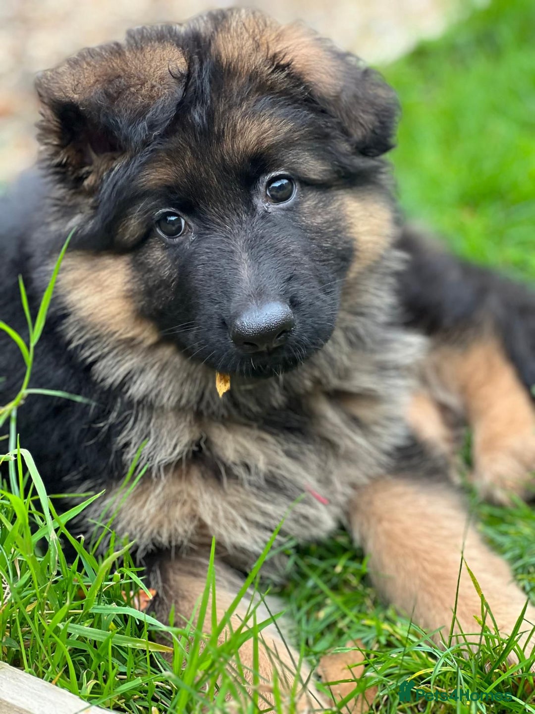 German Shepherd dogs for sale: BIG BONDED, LONG HAIRED GSD PUPPYS  - Advert 29