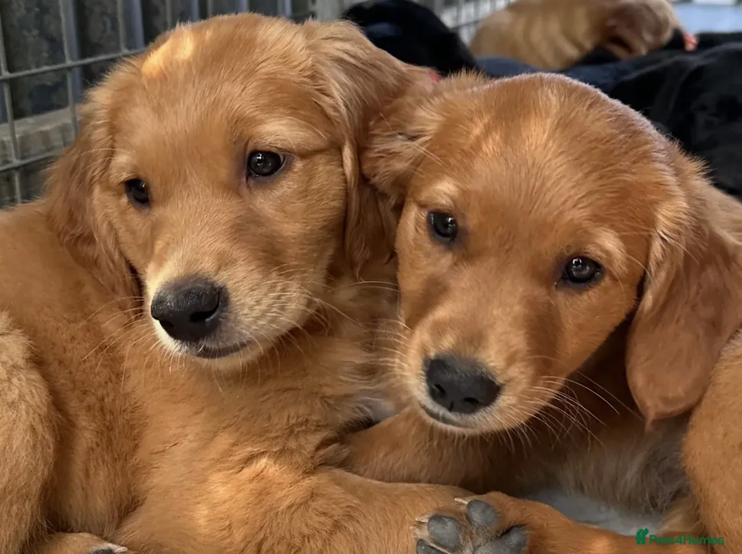 Golden Retriever dogs for stud: DARK WORKING GOLDEN RETRIEVER STUD, health tested - Advert 3