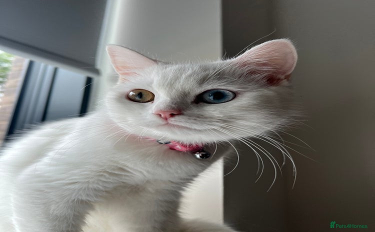 Turkish Angora cats - Advert 1