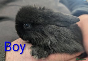 Mini Lop rabbits Very friendly mini lops! Perfect house bunnies! - Advert 7