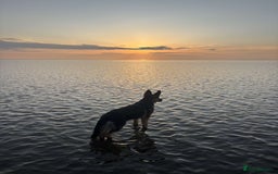 German Shepherd dogs for sale: Re-homing my beautiful boy Diesel - Image 4