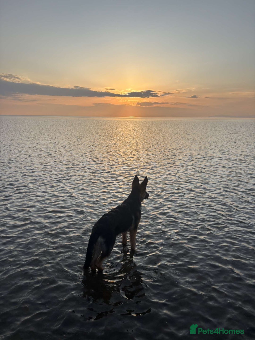German Shepherd dogs for sale: Re-homing my beautiful boy Diesel - Image 4