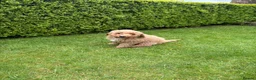 Cockapoo dogs for sale: Cockapoo Puppies – Ready Now - Advert 11