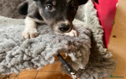 Border Collie dogs for sale: Border collies  - Image 13