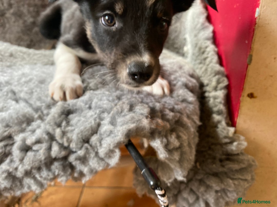 Border Collie dogs for sale: Border collies  - Image 13