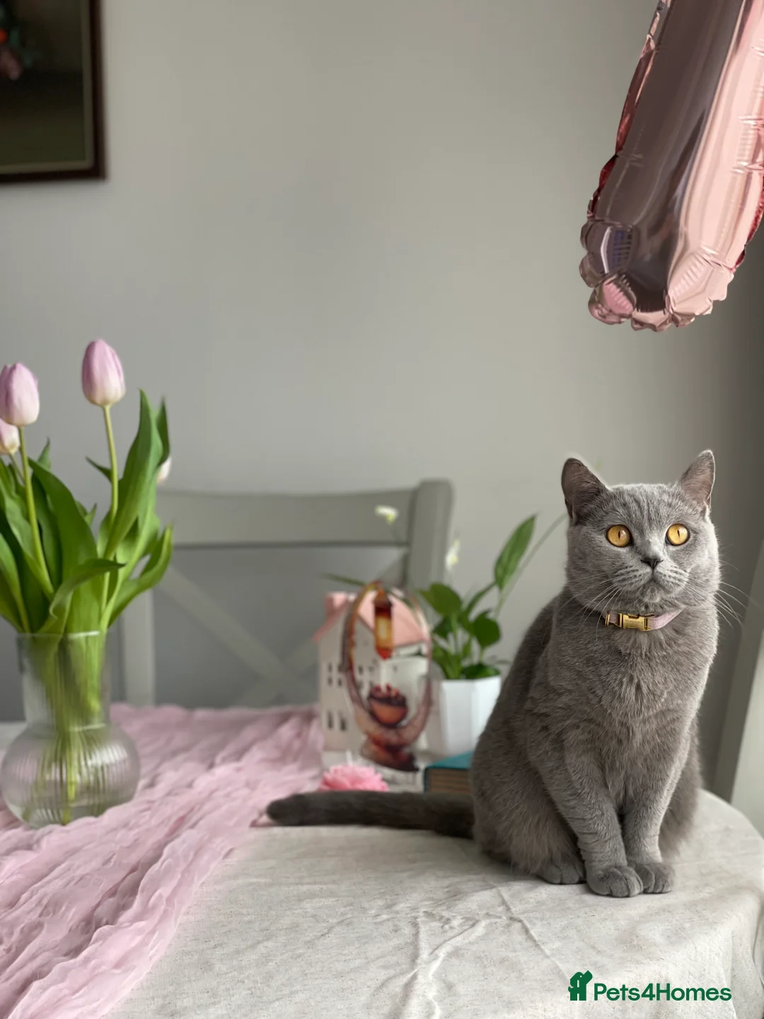 British Shorthair cats for sale: British Shorthair Kittens – 2 Boys & 2 Girls - Advert 31