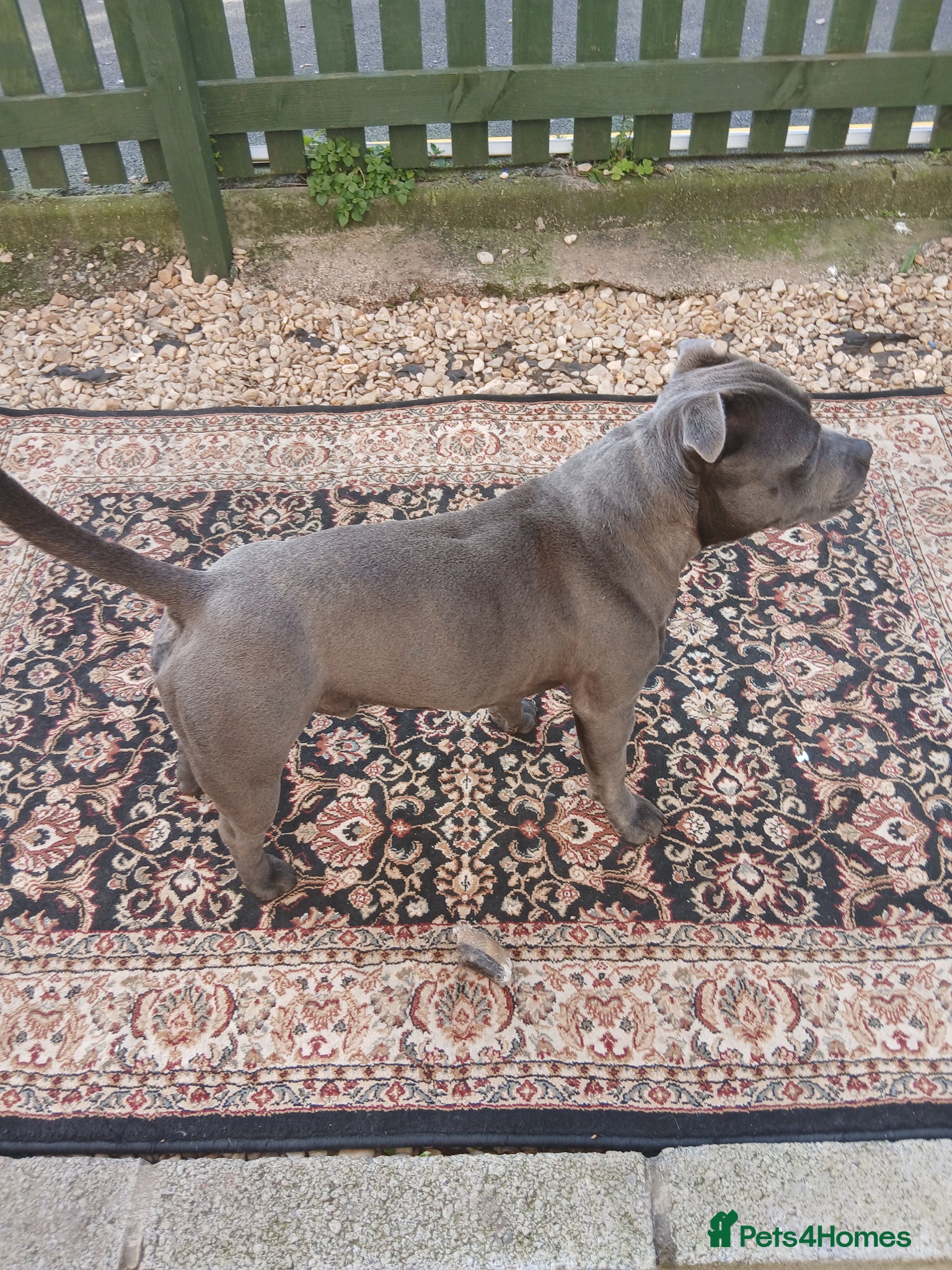 Staffordshire Bull Terrier dogs Blue male 23month old intact staffy - Advert 1