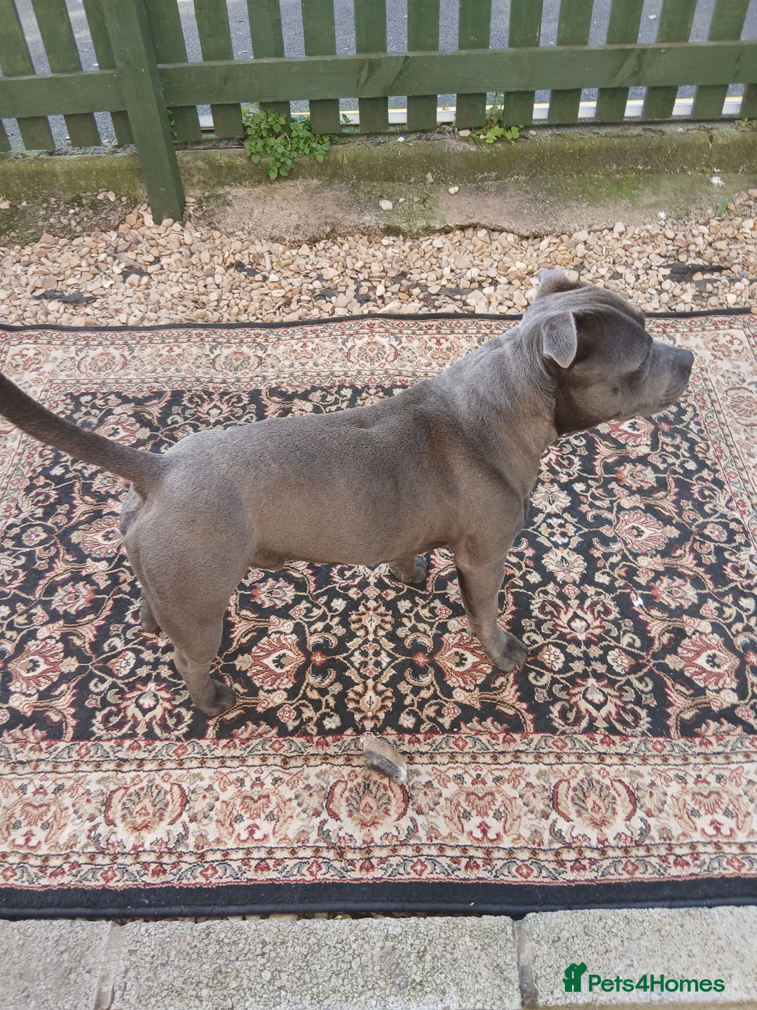 Staffordshire Bull Terrier dogs for sale: Blue male 23month old intact staffy in Weston-super-Mare - Advert 1