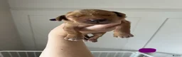 Golden Retriever dogs for sale: ✨EXCEPTIONAL KC GOLDEN RETRIEVER PUPPIES✨ - Advert 14